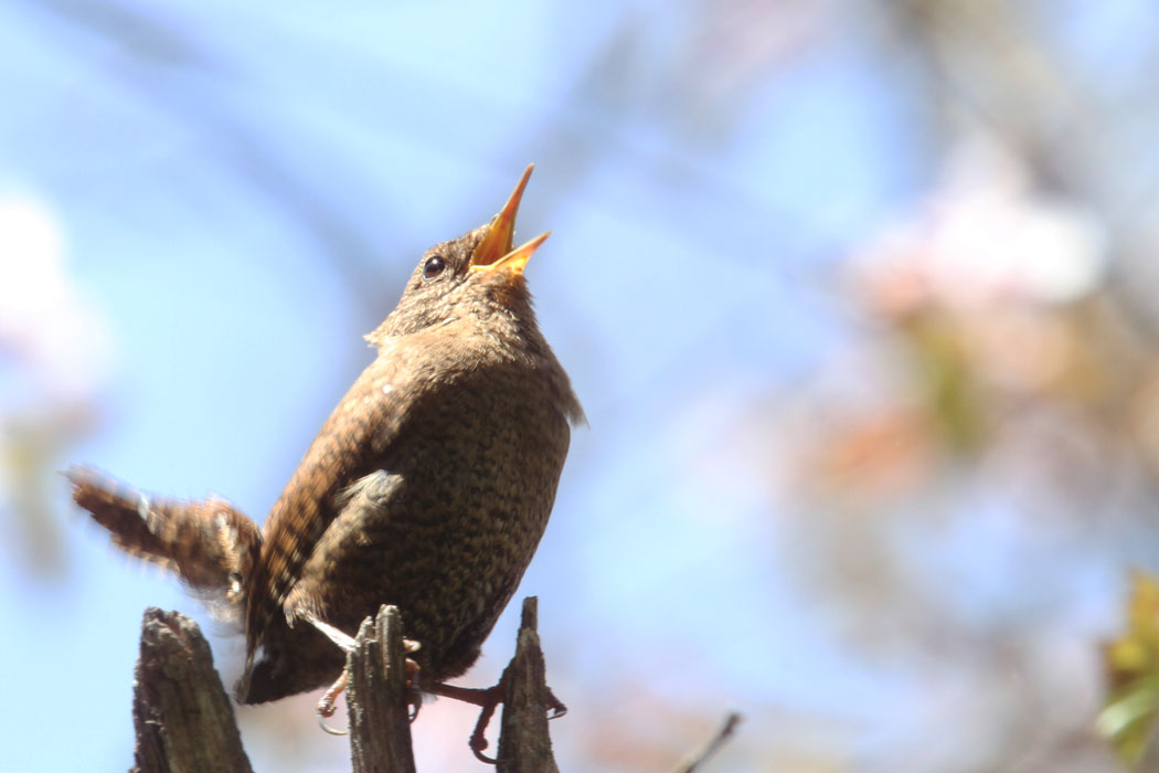 今年も来たよ戸隠。鳥は少なめかなー。でも、ミソサザイ、ノジコ、キバシリ、などなど一通りは見ることができました。